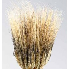 WHEAT BLACKBEARD Natural 30"      